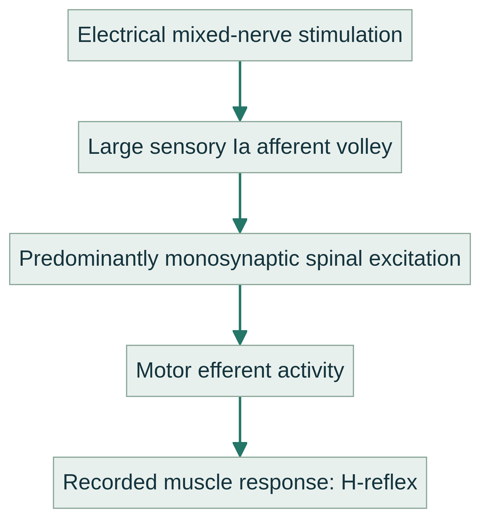H-reflex schematic: mixed-nerve stimulation, sensory Ia afferents, predominantly monosynaptic spinal excitation, motor efferents and muscle response.